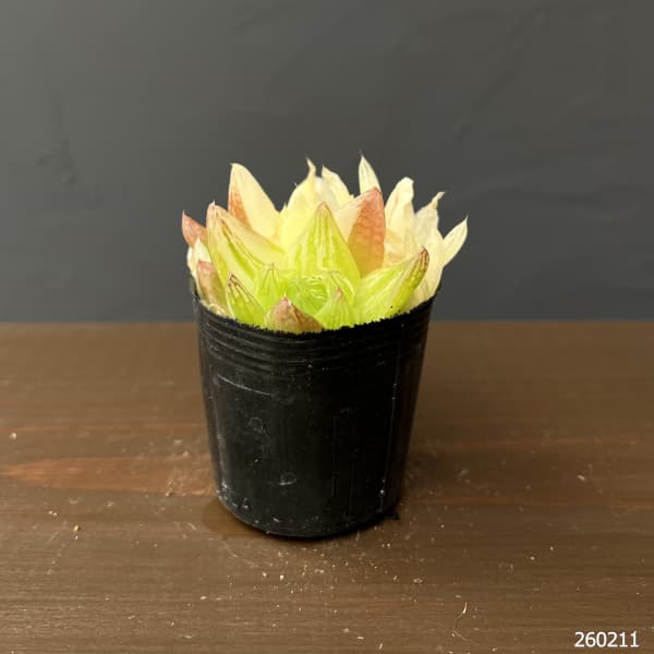 ハオルチア：京の華錦　2号ポット