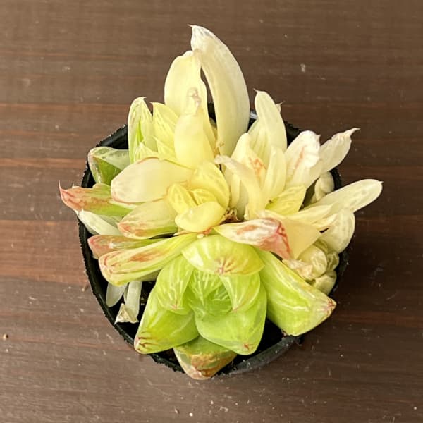 ハオルチア：京の華錦　2号ポット