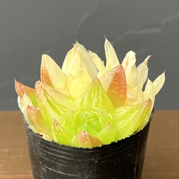 ハオルチア：京の華錦　2号ポット