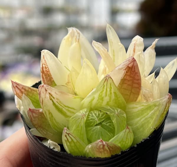 ハオルチア：京の華錦　2号ポット