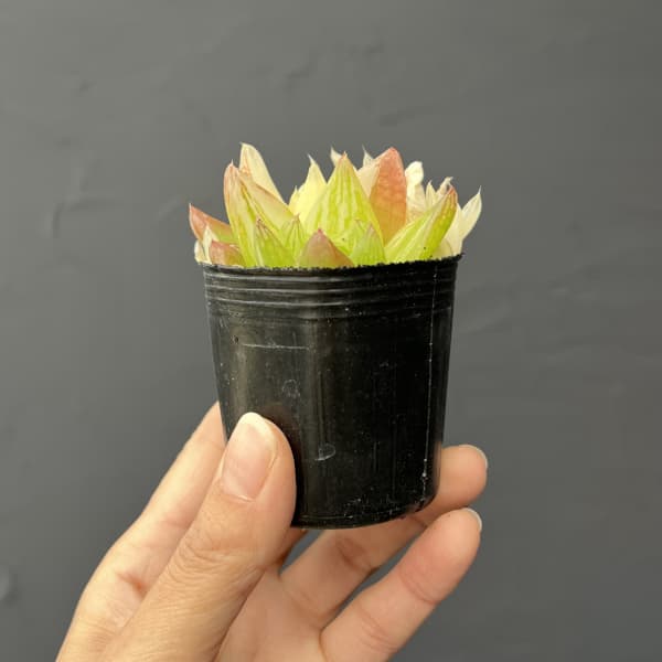 ハオルチア：京の華錦　2号ポット