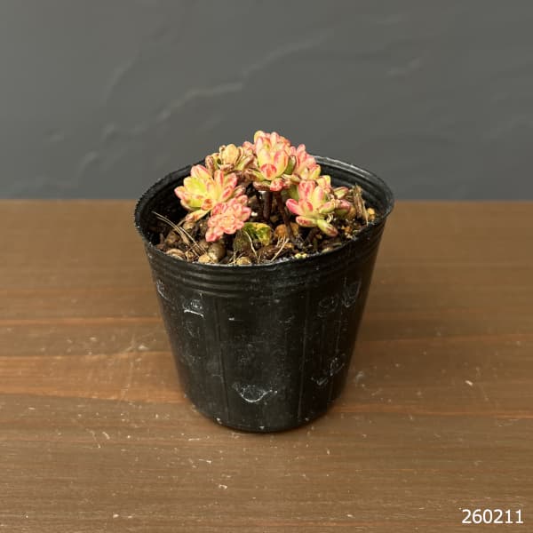 アエオニウム：小人祭錦　2号ポット*