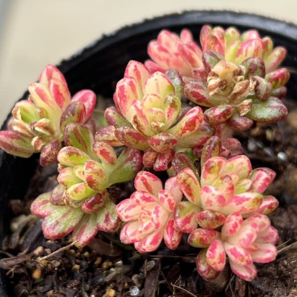 アエオニウム：小人祭錦　2号ポット*