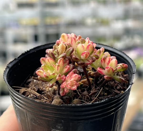 アエオニウム：小人祭錦　2号ポット*