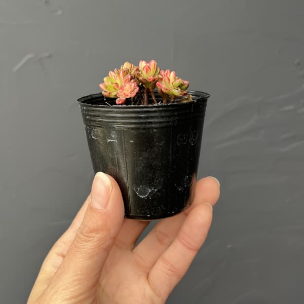 アエオニウム：小人祭錦　2号ポット*