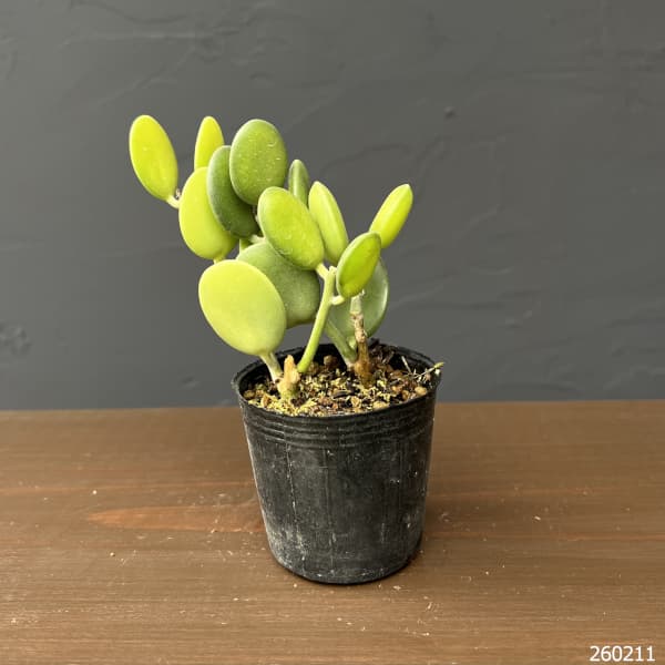 グリーンドラム　2号ポット