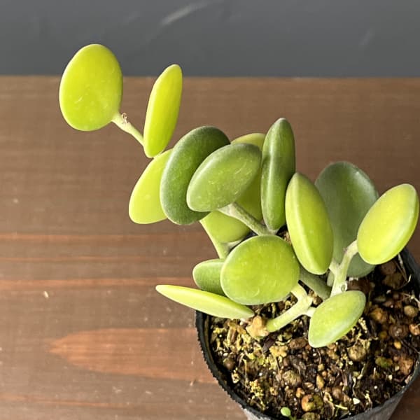 グリーンドラム　2号ポット