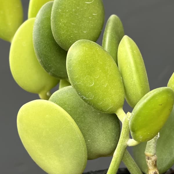 グリーンドラム　2号ポット