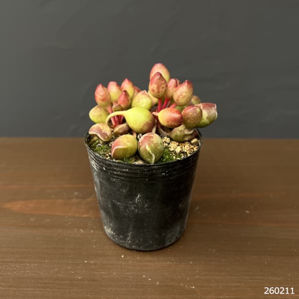 アドロミスクス：インディアンクラブ　2号ポット