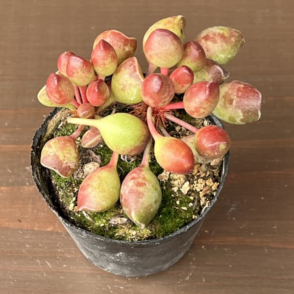 アドロミスクス：インディアンクラブ　2号ポット