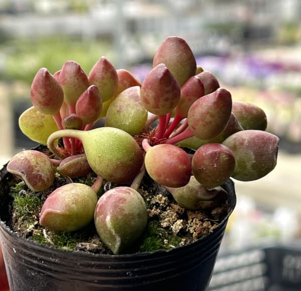 アドロミスクス：インディアンクラブ　2号ポット