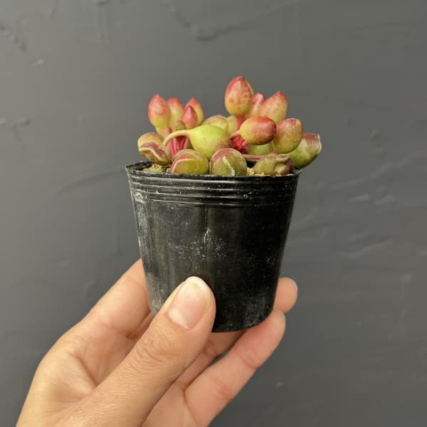 アドロミスクス：インディアンクラブ　2号ポット