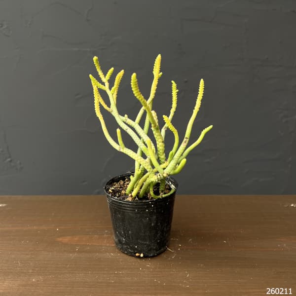 クラッスラ：緑蛇　2号ポット