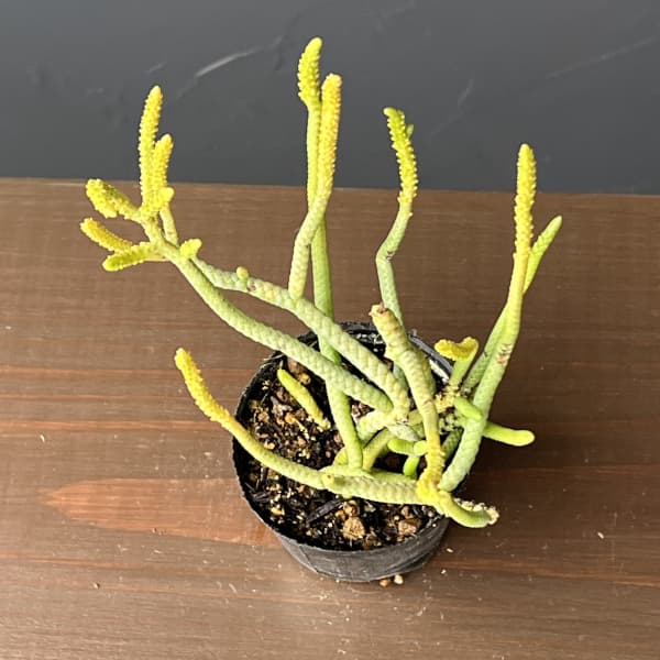 クラッスラ：緑蛇　2号ポット