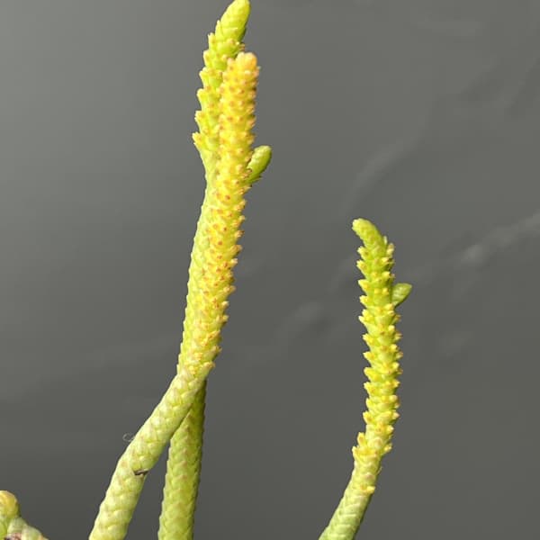 クラッスラ：緑蛇　2号ポット