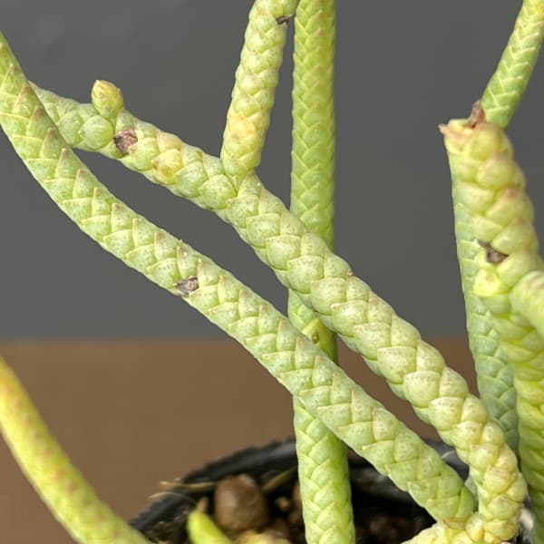 クラッスラ：緑蛇　2号ポット