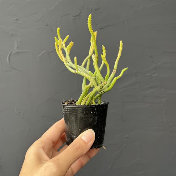 クラッスラ：緑蛇　2号ポット