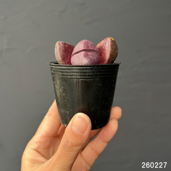 プレイオスピロス：ネリー　紫帝玉（ムラサキテイギョク）2号ポット