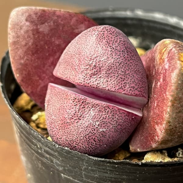 プレイオスピロス：ネリー　紫帝玉（ムラサキテイギョク）2号ポット