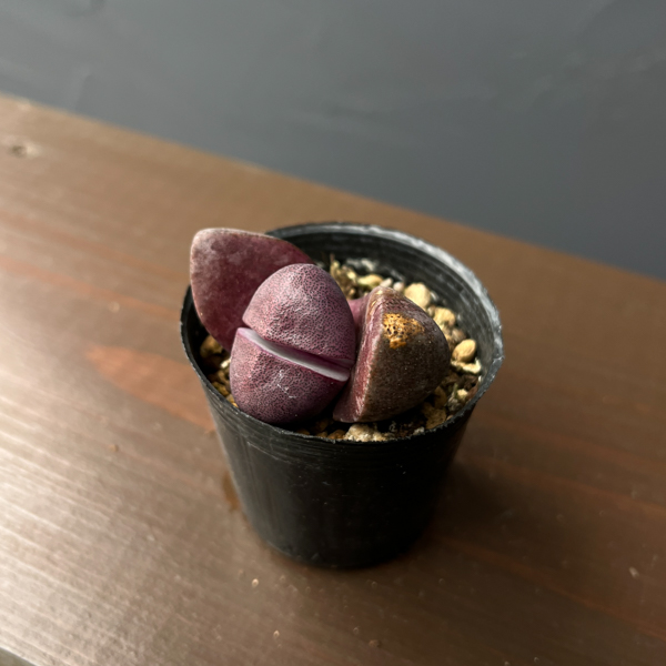 プレイオスピロス：ネリー　紫帝玉（ムラサキテイギョク）2号ポット