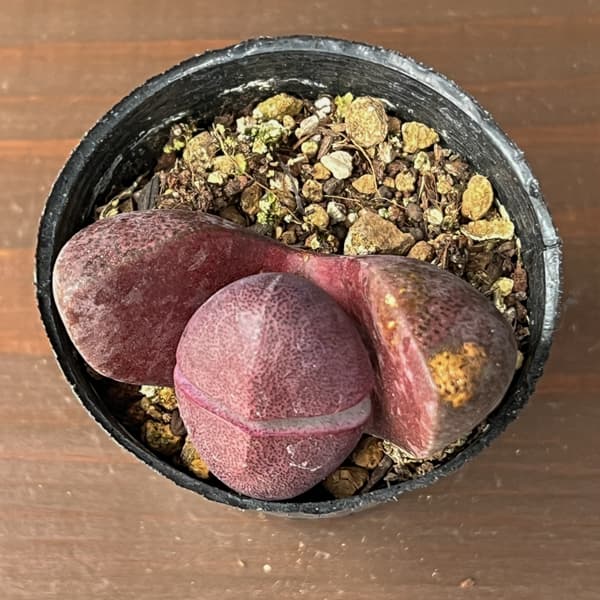 プレイオスピロス：ネリー　紫帝玉（ムラサキテイギョク）2号ポット