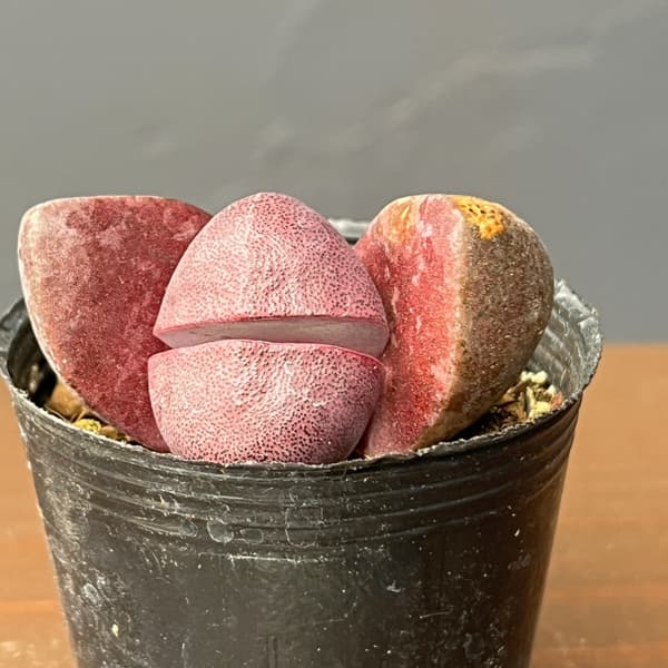 プレイオスピロス：ネリー　紫帝玉（ムラサキテイギョク）2号ポット