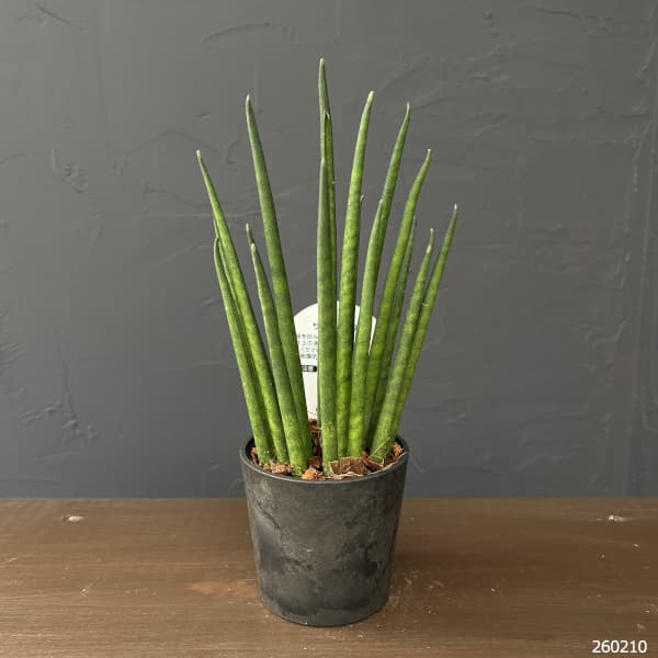 サンセベリア：バキュラリス　3号エコポット植え