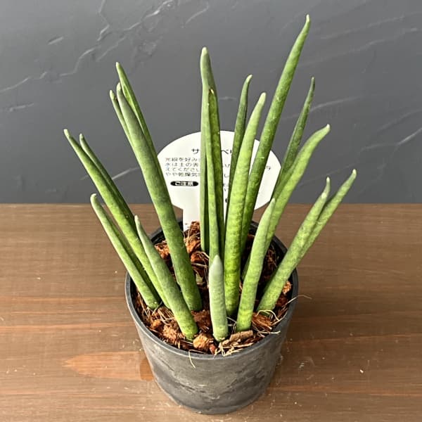 サンセベリア：バキュラリス　3号エコポット植え