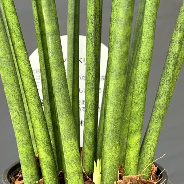 サンセベリア：バキュラリス　3号エコポット植え