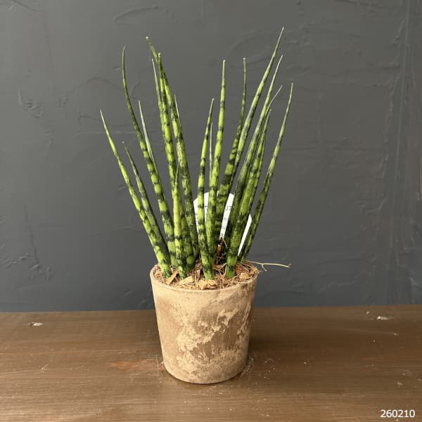 サンセベリア：ファンウッドミカド　3号エコポット