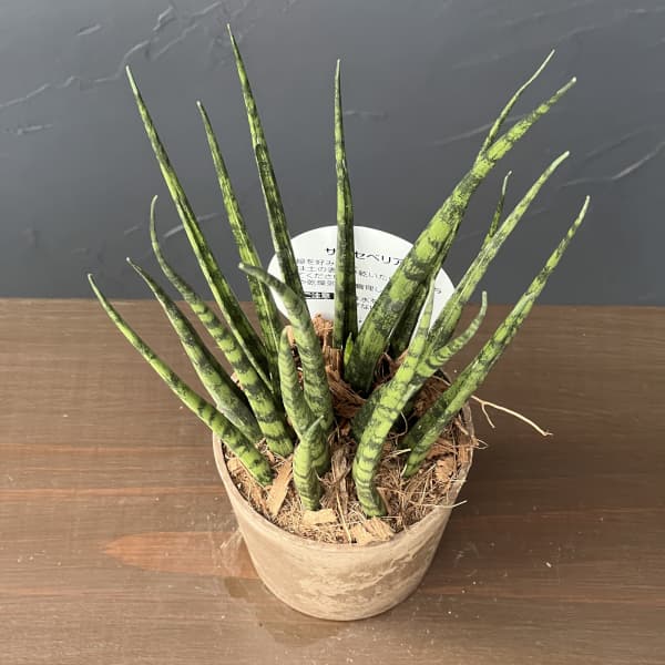 サンセベリア：ファンウッドミカド　3号エコポット