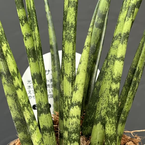 サンセベリア：ファンウッドミカド　3号エコポット