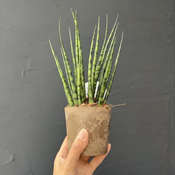 サンセベリア：ファンウッドミカド　3号エコポット