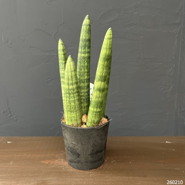 サンセベリア：スタッキー　3号エコポット植え