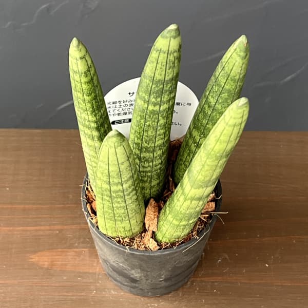 サンセベリア：スタッキー　3号エコポット植え