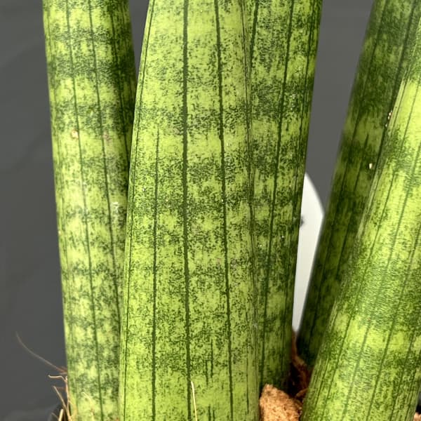 サンセベリア：スタッキー　3号エコポット植え