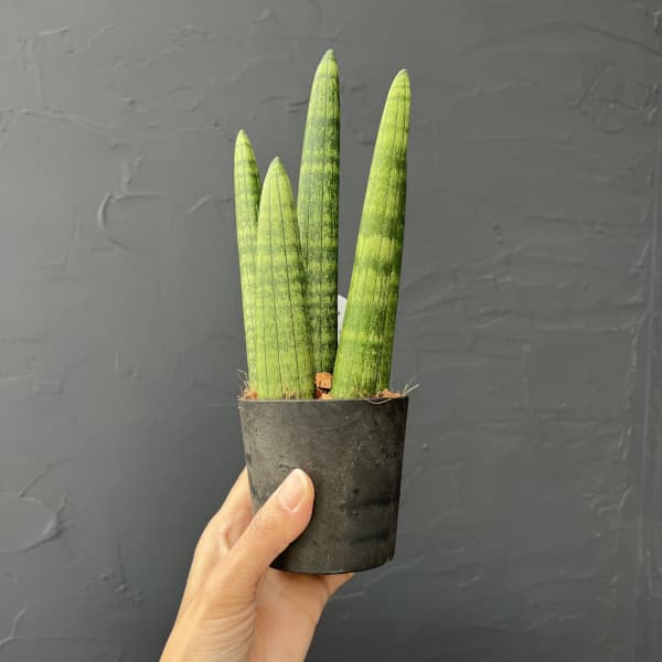 サンセベリア：スタッキー　3号エコポット植え