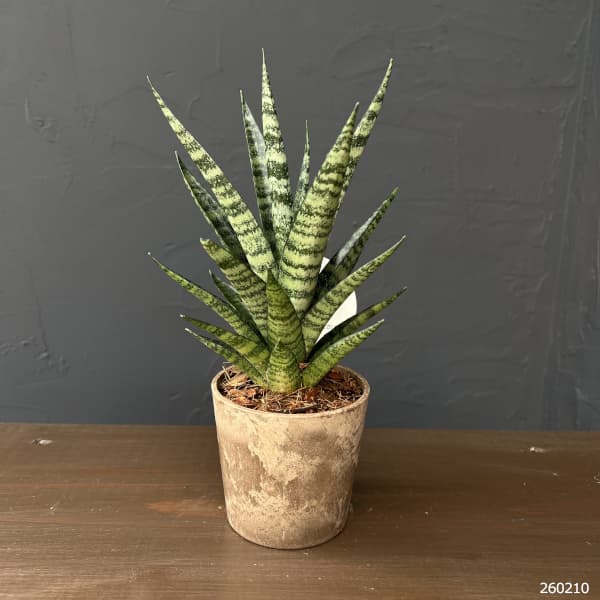 サンセベリア：インドスリー　3号エコポット植え