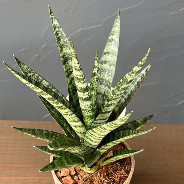 サンセベリア：インドスリー　3号エコポット植え