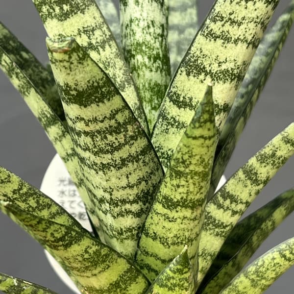 サンセベリア：インドスリー　3号エコポット植え