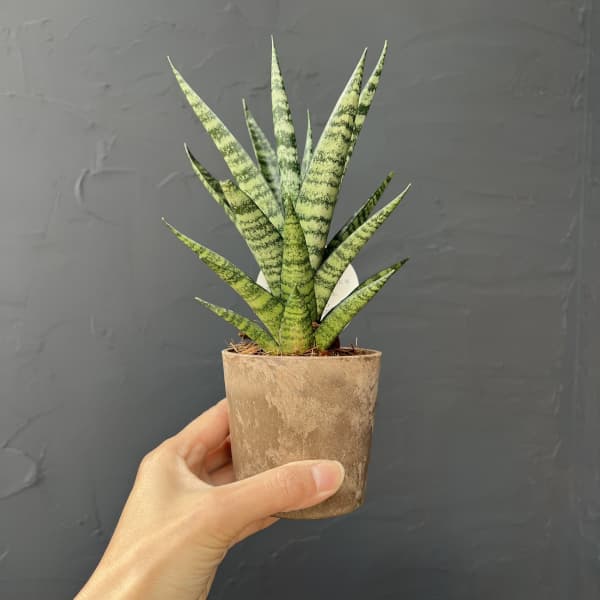 サンセベリア：インドスリー　3号エコポット植え