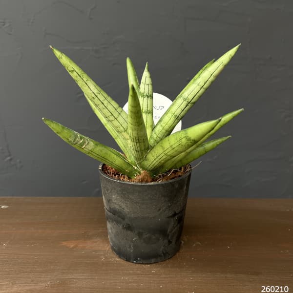 サンセベリア：シルバークラウン　3号エコポット植え