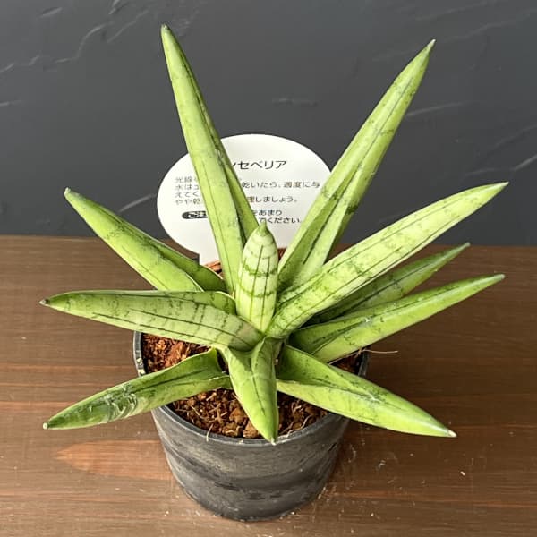 サンセベリア：シルバークラウン　3号エコポット植え