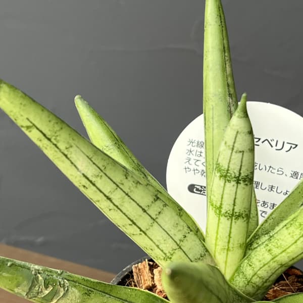 サンセベリア：シルバークラウン　3号エコポット植え