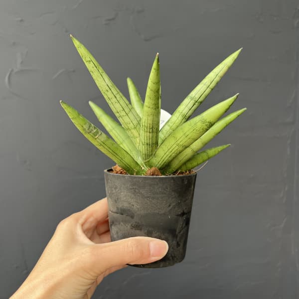 サンセベリア：シルバークラウン　3号エコポット植え