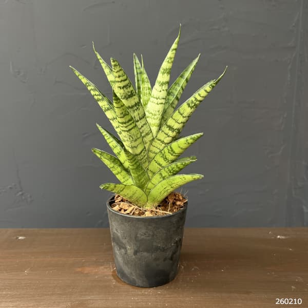 サンセベリア：パゴタ　3号エコポット植え