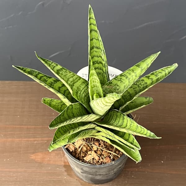 サンセベリア：パゴタ　3号エコポット植え