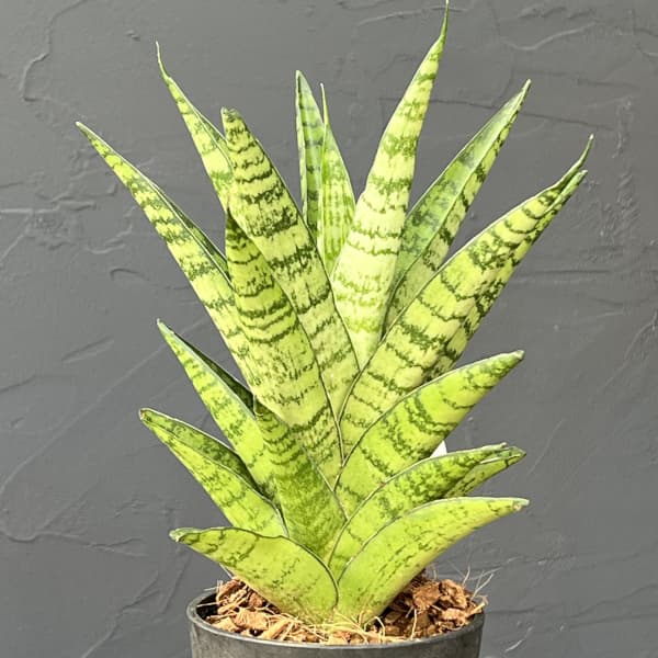 サンセベリア：パゴタ　3号エコポット植え