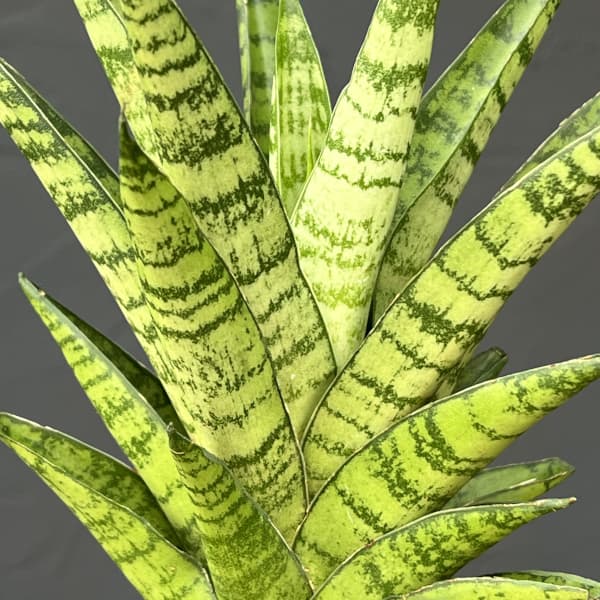 サンセベリア：パゴタ　3号エコポット植え