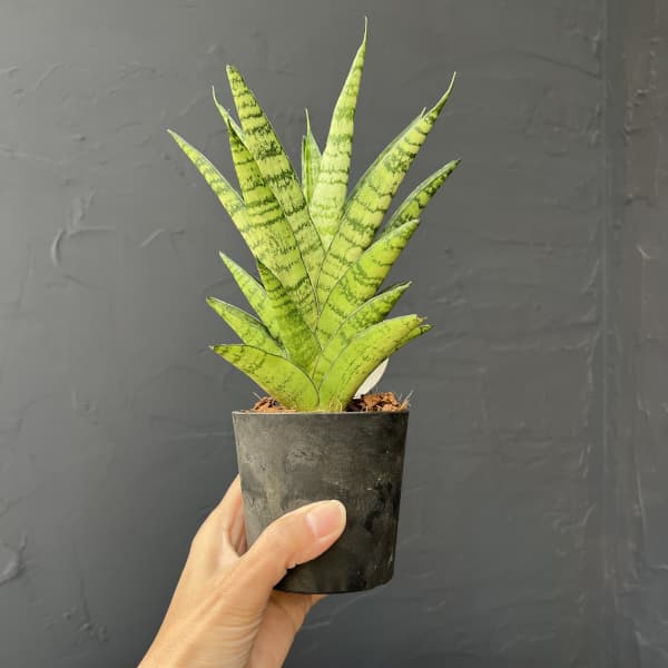 サンセベリア：パゴタ　3号エコポット植え